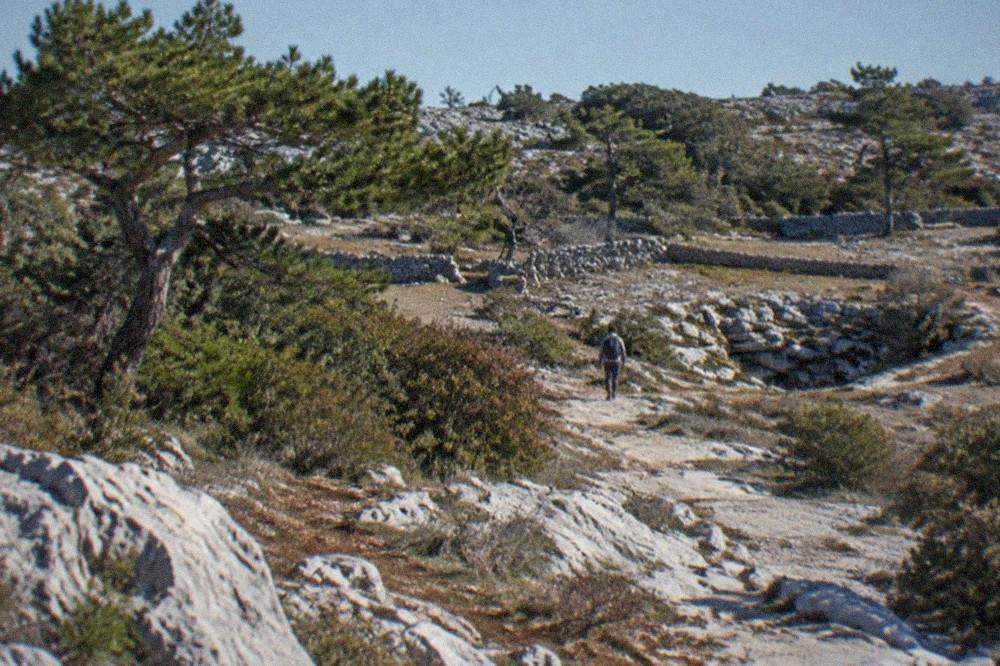 A white limestone path crossing scrubland with wind-shaped trees on the karst plateau