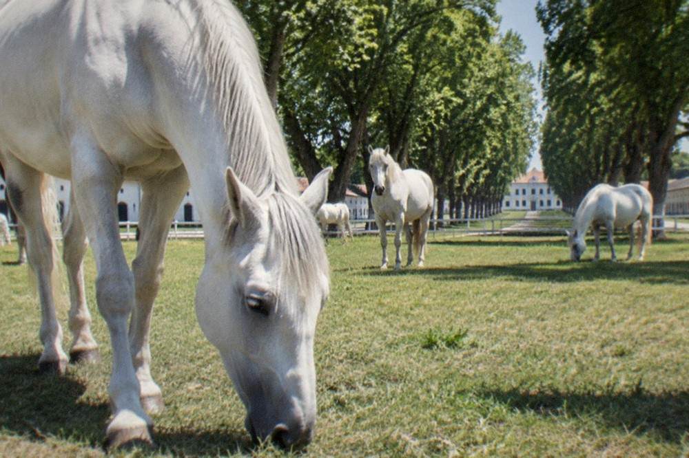 A tree-lined avenue leading to white stable buildings on the Lipica estate